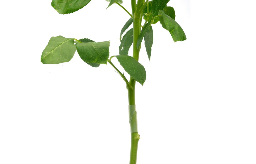 Floriculture-Propagation-Silicon-Tubes-2-1-scaled